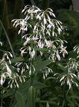 bela Sobne Cvetje Renga Lily, Rock-Lily travnate, Arthropodium fotografija