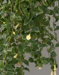 white Central American Bellflower hanging plant, Codonanthe Photo