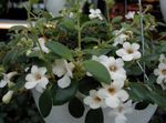 blanc des fleurs en pot Campanule Amérique Centrale les plantes ampels, Codonanthe Photo