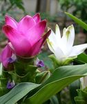 rosa Innendørs Blomster Kurkuma urteaktig plante, Curcuma Bilde