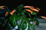 orange Innendørs Blomster Gesneria urteaktig plante Bilde