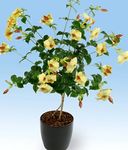jaune des fleurs en pot Or Trompette Arbuste une liane, Allamanda Photo