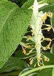 beyaz Kapalı çiçek Dans Bayan otsu bir bitkidir, Globba fotoğraf