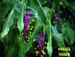 lilac Indoor Flowers Dancing Lady herbaceous plant, Globba Photo