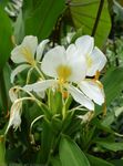 blanc des fleurs en pot Hedychium, Papillon Gingembre herbeux Photo