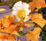 オレンジ 室内の花 王室Poinciana、華やかなツリー 木, Delonix regia フォト