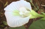 biely Kvetinové Kvety Motýľ Hrachu liana, Clitoria ternatea fotografie