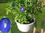 bleu des fleurs en pot Pois Papillon une liane, Clitoria ternatea Photo