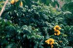 gul Inomhus Blommor Afrikansk Tulpanträd, Spathodea Fil