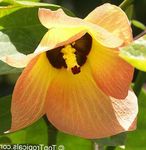 ფორთოხალი შიდა ყვავილები Asian Portoe, ჯუჯა Asian პორტია, ზღვის ჰიბისკუსი ხე, Thespesia სურათი