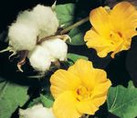 dzeltens Iekštelpu ziedi Gossypium, Kokvilnas Augs krūms Foto