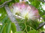 rosa Innendørs Blomster Silke Treet, Albizia julibrissin Bilde