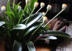 balts Iekštelpu ziedi Ota, Asinis Lilija, Jūras Olu, Pūderslotiņa zālaugu augs, Haemanthus Foto