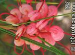 rouge des fleurs en pot Grevillea des arbustes, Grevillea sp. Photo