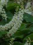 hvit Innendørs Blomster Heartleaf Madeiravine hengende plante, Anredera Bilde