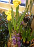 rumena Sobne Cvetje Amaryllis travnate, Hippeastrum fotografija
