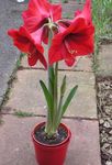 raudonas Vidinis gėlės Amaryllis žolinis augalas, Hippeastrum Nuotrauka