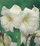 білий Кімнатні Квіти Гіппеаструм трав'яниста, Hippeastrum Фото