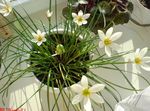 hvítur inni blóm Rigning Lily,  herbaceous planta, Zephyranthes mynd