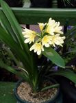 yellow Indoor Flowers Bush Lily, Boslelie herbaceous plant, Clivia Photo