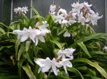 ホワイト 室内の花 ハマユウ 草本植物, Crinum フォト