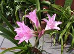 ვარდისფერი შიდა ყვავილები Crinum ბალახოვანი მცენარე სურათი