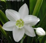 weiß Topfblumen Amazon Lily grasig, Eucharis Foto