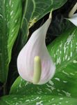 bílá Plameňák Květina, Srdce Květ bylinné, Anthurium fotografie