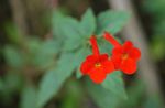kırmızı Kapalı çiçek Sihirli Çiçek, Fındık Orkide asılı bitki, Achimenes fotoğraf