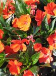 laranja Flores Internas Patience Plant, Balsam, Jewel Weed, Busy Lizzie planta herbácea, Impatiens foto