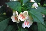white Indoor Flowers Patience Plant, Balsam, Jewel Weed, Busy Lizzie, Impatiens Photo