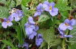 luz azul Flores Internas Patience Plant, Balsam, Jewel Weed, Busy Lizzie planta herbácea, Impatiens foto