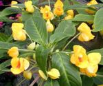 żółty Pokojowe Kwiaty Niecierpek (Impatiens) trawiaste zdjęcie