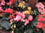 rosa Flores de salón Begonia herbáceas Foto