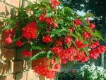 rdeča Sobne Cvetje Begonia travnate fotografija