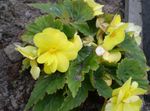 ყვითელი შიდა ყვავილები ბეგონია ბალახოვანი მცენარე, Begonia სურათი