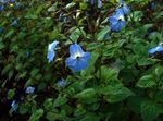 light blue Indoor Flowers Browallia herbaceous plant Photo