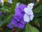 lila Flores de salón Brunfelsia, Ayer-Hoy-Mañana arbustos Foto