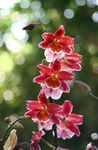 rood Huis Bloemen Vuylstekeara-Cambria kruidachtige plant foto