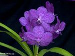 leylak Kapalı çiçek Vanda otsu bir bitkidir fotoğraf