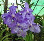 açık mavi Kapalı çiçek Vanda otsu bir bitkidir fotoğraf