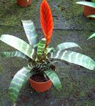 kırmızı Kapalı çiçek Vriesea otsu bir bitkidir fotoğraf