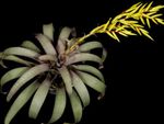 sarı Kapalı çiçek Vriesea otsu bir bitkidir fotoğraf