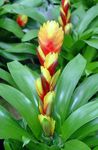 yellow Indoor Flowers Vriesea herbaceous plant Photo