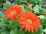 pomarańczowy Pokojowe Kwiaty Gerbera trawiaste zdjęcie