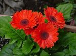 punainen Sisäilman Kukkia Transvaal Daisy ruohokasvi, Gerbera kuva