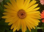 gelb Topfblumen Transvaal Daisy grasig, Gerbera Foto