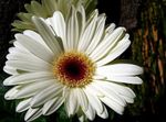 biely Kvetinové Kvety Transvaal Sedmokráska trávovitý, Gerbera fotografie