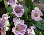 orgován Kvetinové Kvety Sinningia (Gloxínia) trávovitý, Sinningia (Gloxinia) fotografie