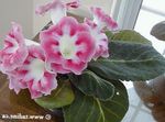pink Indoor Flowers Sinningia (Gloxinia) herbaceous plant Photo